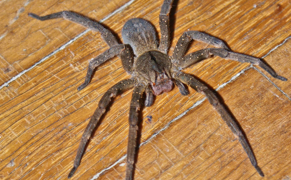Pesquisa com veneno de aranha pode gerar remédio para disfunção erétil 1 aranha
