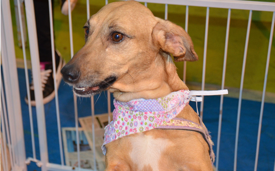 OAB e Equipe de Proteção Animal do Singular promovem Feira de Adoção 1 singular animais