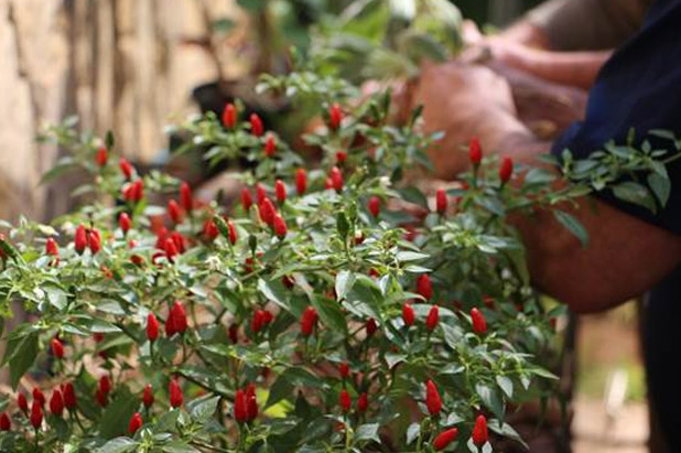 Projeto "Pé de Broto" promove sustentabilidade no Sesc São Caetano 1 Projeto Pé de Broto promove sustentabilidade no Sesc São Caetano