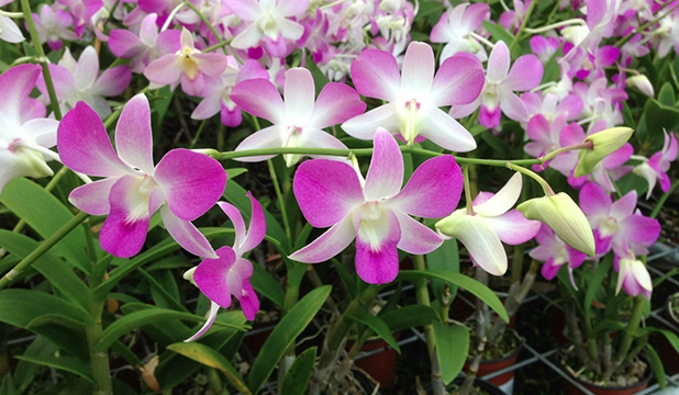Acqua traz para Santo André exposição de orquídeas com entrada gratuita neste fim de semana 1 Acqua traz para Santo André exposição de orquídeas com entrada gratuita neste fim de semana