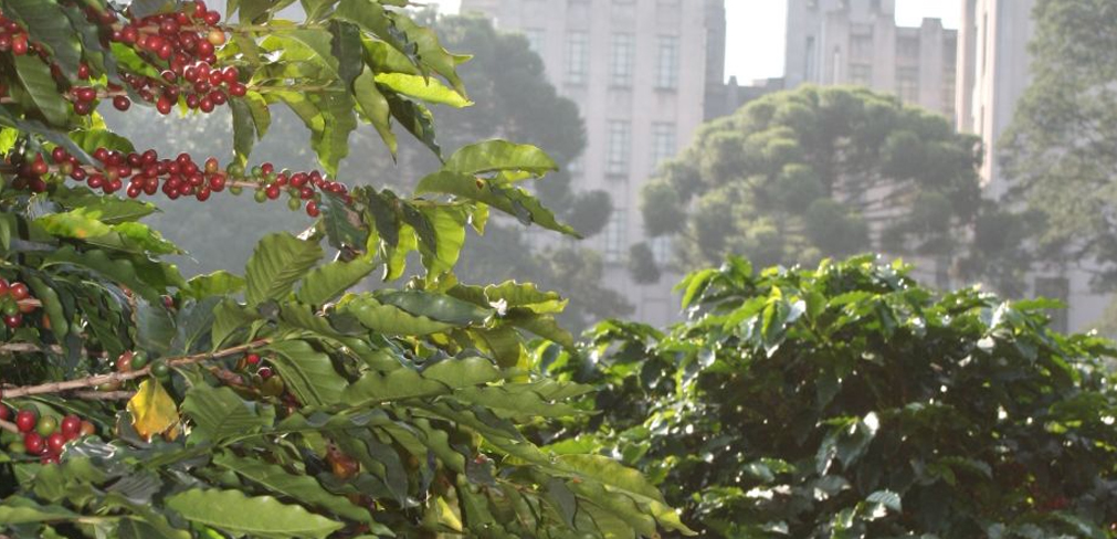 Aniversário de São Paulo: Cafezal urbano e zoológico de insetos fazem parte das atrações da cidade 1 Cafezal urbano e zoológico de insetos fazem parte das atrações da cidade