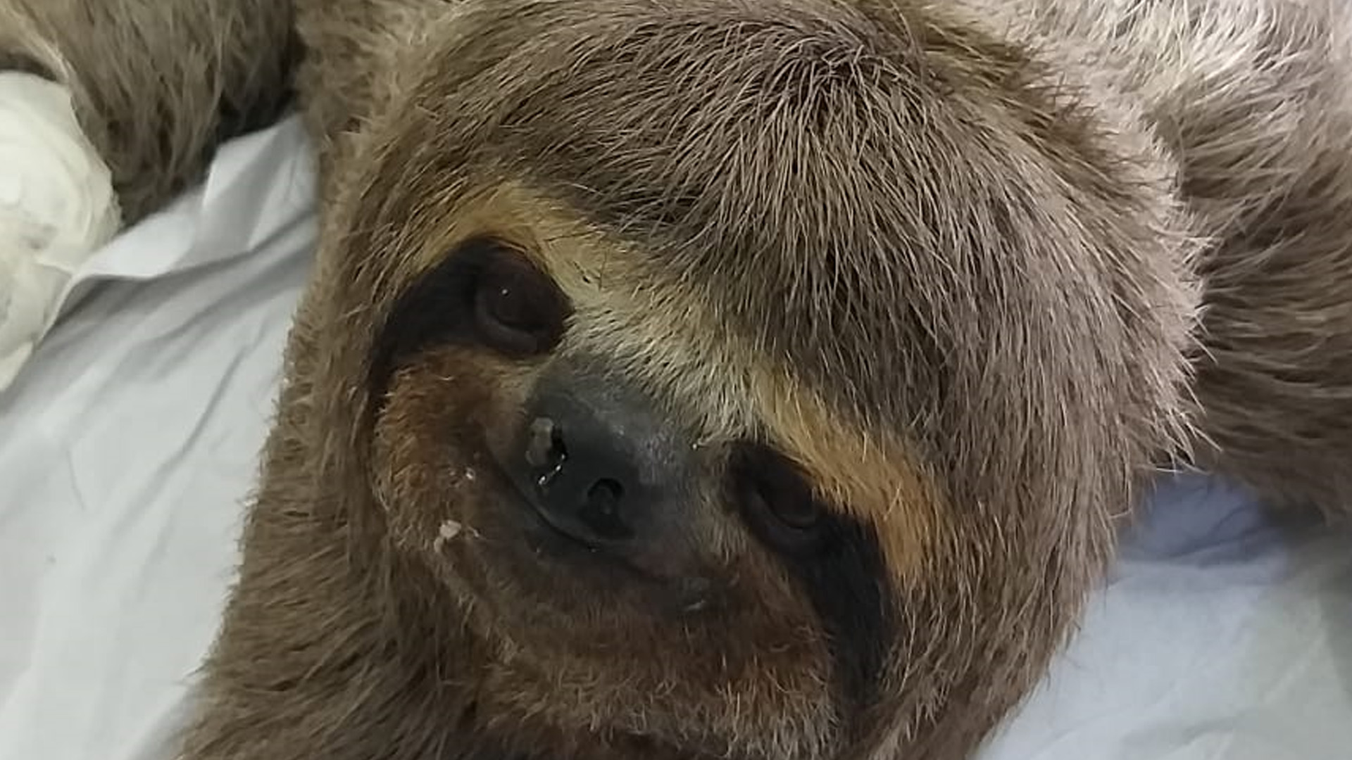 Bicho-preguiça é resgatado em Santo André 2 Bicho preguica e resgatado apos cair em quintal no Recreio da Borda do Campo