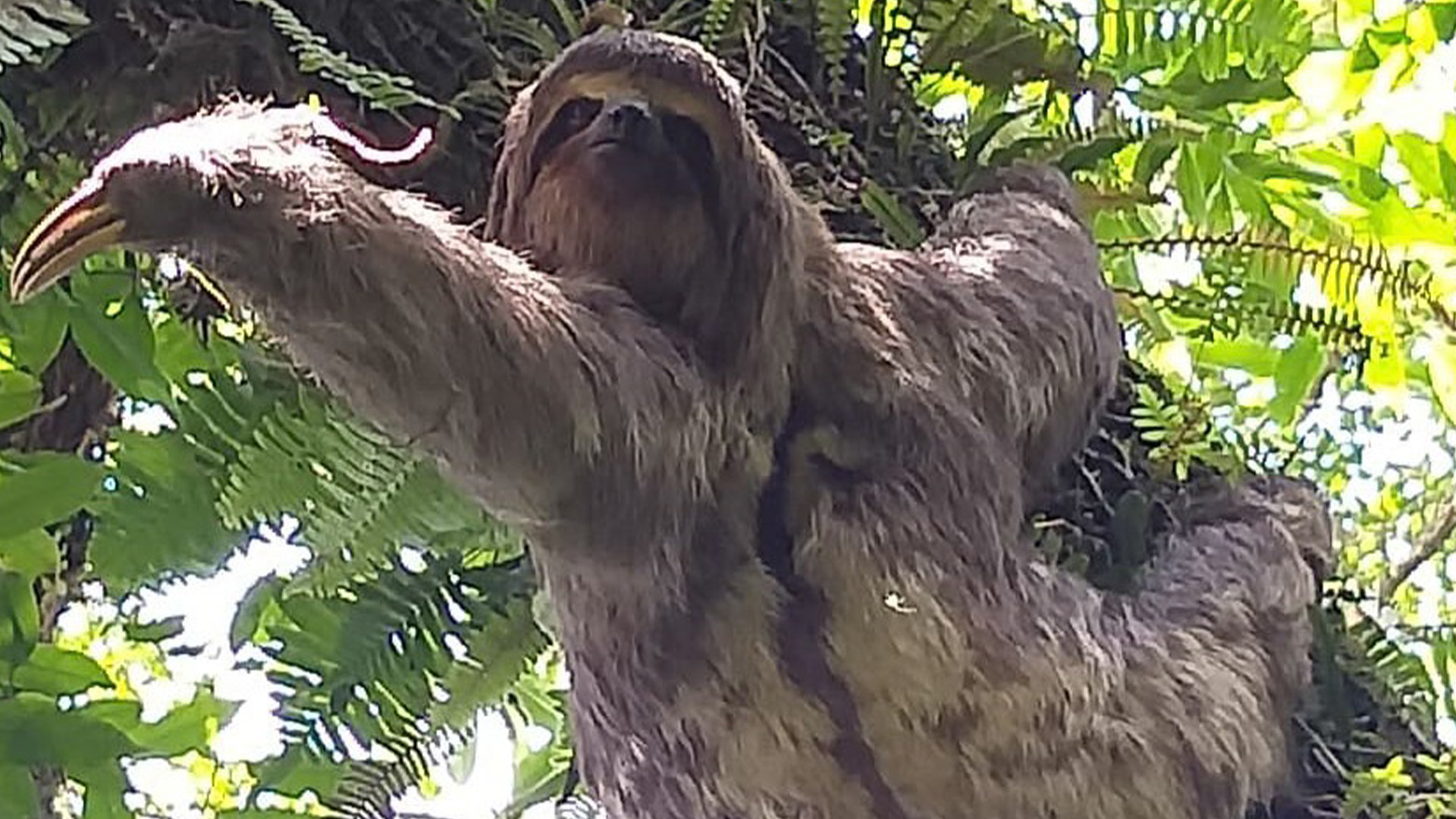 Bicho preguica e resgatado apos cair em quintal no Recreio da Borda do Campo2 1