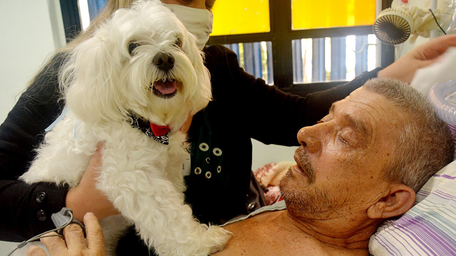 Paciente recebe visita de cachorro de estimação no Centro Hospitalar Municipal de Santo André 1 Paciente recebe visita de cachorro de estimacao no Centro Hospitalar Municipal de Santo Andre