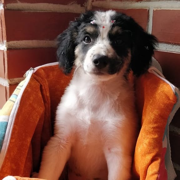 amora457797952239064292