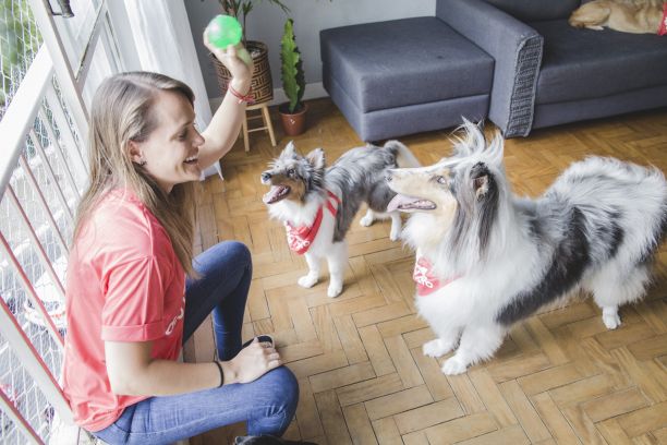 A importância do pet gastar energia. Confira as dicas! 1