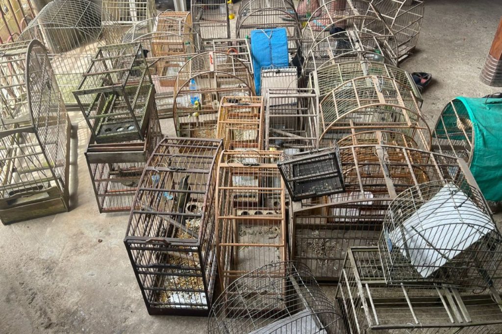 Equipe Ambiental de Ribeirão Pires resgata 65 animais em cativeiros ilegais 1 Equipe Ambiental de Ribeirão Pires resgata 65 animais em cativeiros ilegais