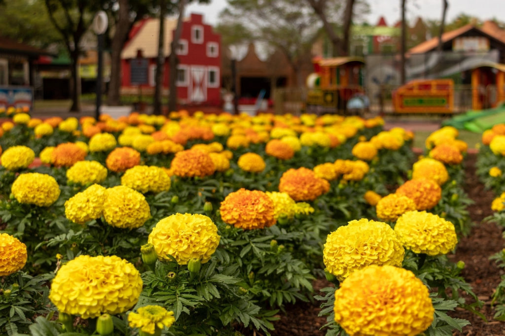 Expoflora dá as boas-vindas à Primavera com mais de 200 mil flores e plantas ornamentais
