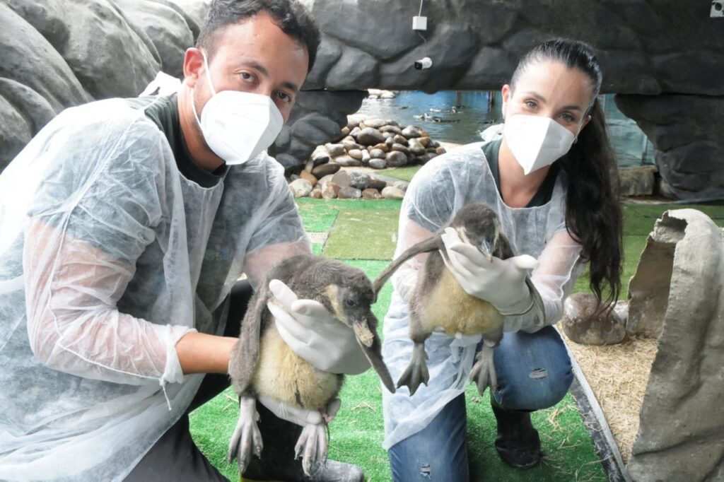 Cinco pinguins nascem na Sabina, em Santo André 1 Cinco pinguins nascem na Sabina, em Santo André