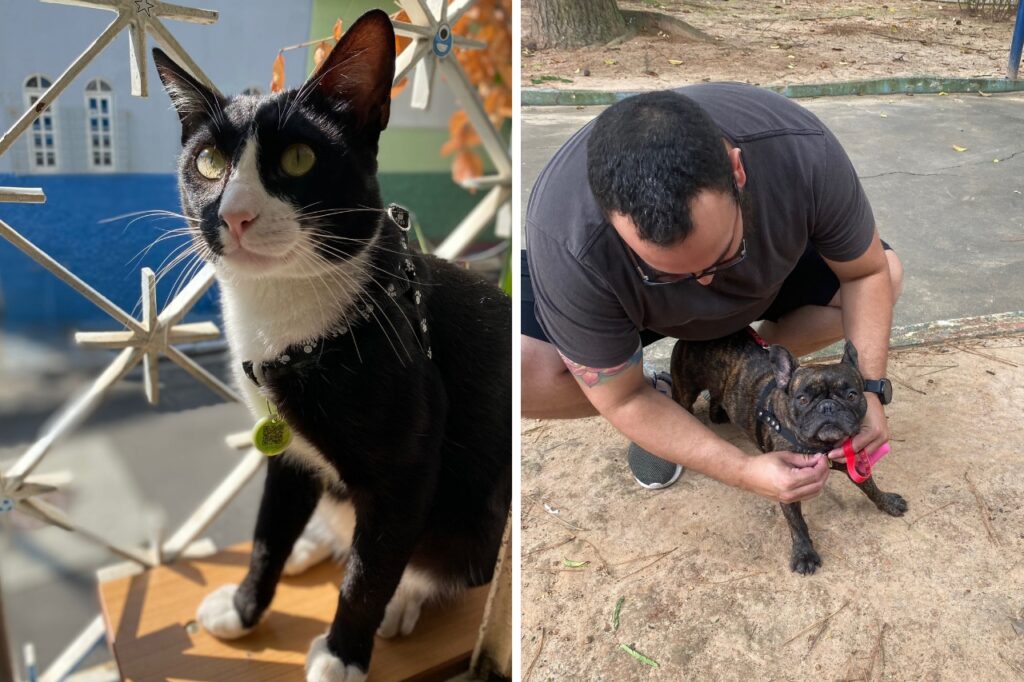 São Caetano distribui medalhas para localização de animais perdidos e realiza mais de 3 mil registros 1 São Caetano distribui medalhas para localização de animais perdidos e realiza mais de 3 mil registros