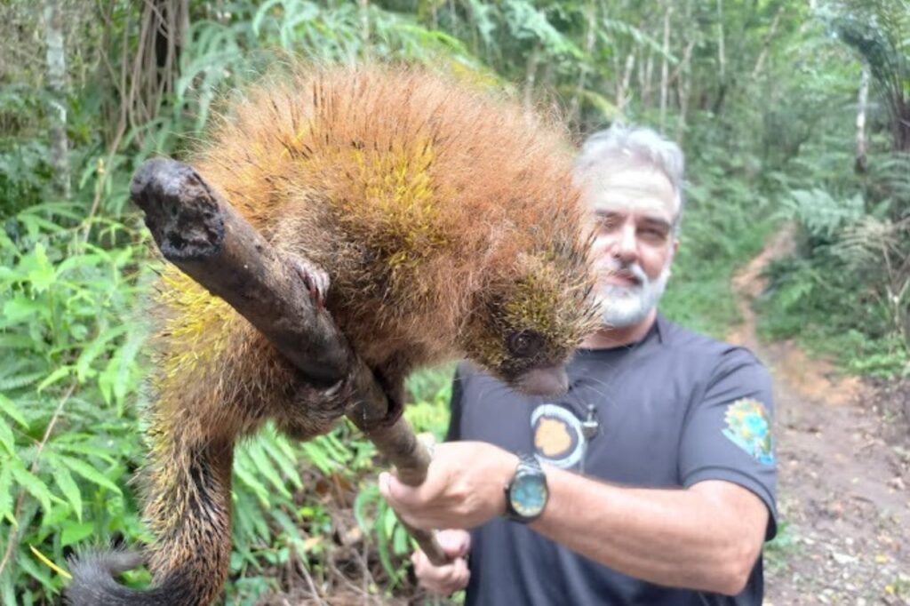 Meio Ambiente de Ribeirão Pires e USCS firmam parceria na causa animal