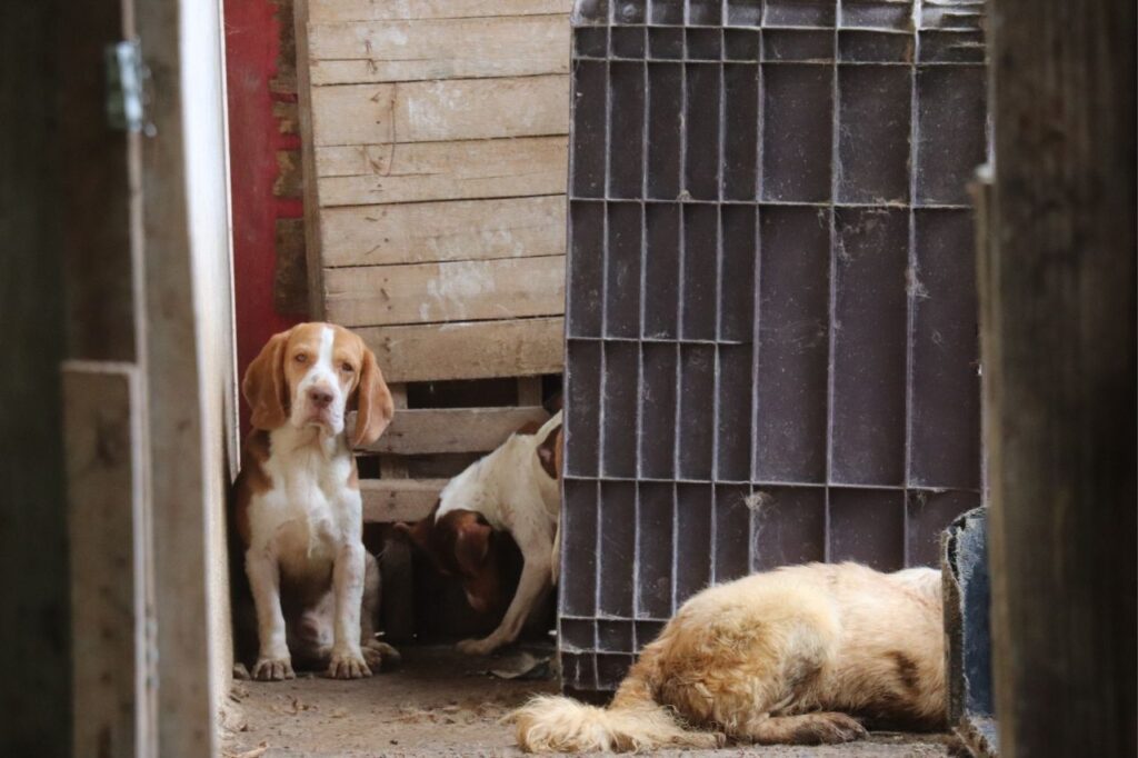 Ribeirão Pires inicia destinação de cães salvos em canil clandestino