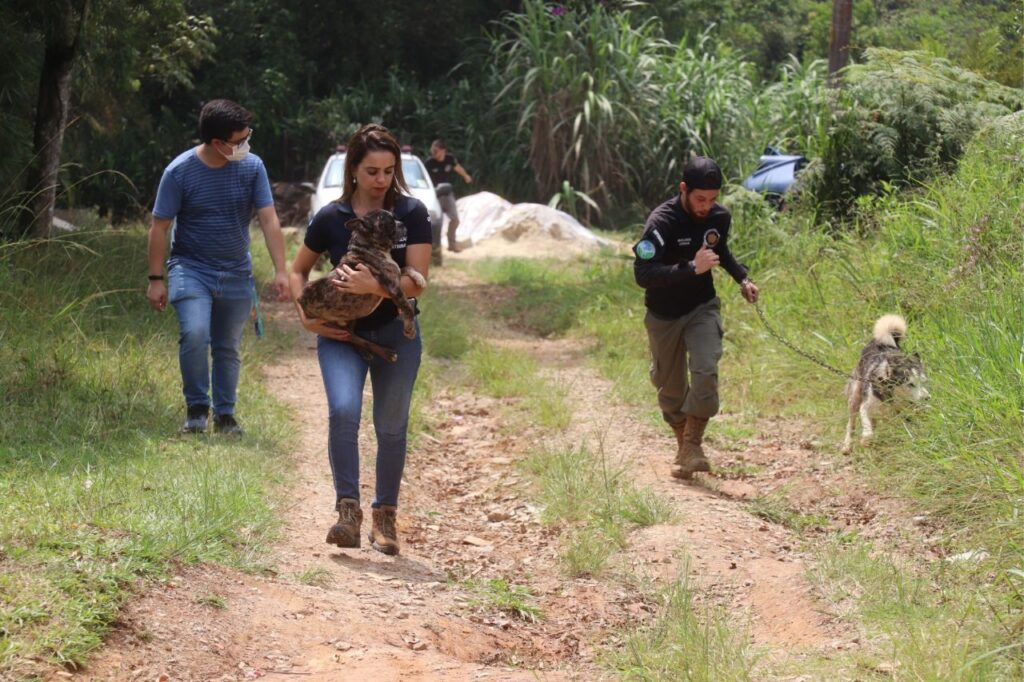 Ribeirão Pires inicia destinação de cães salvos em canil clandestino