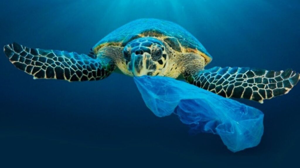 Fundação Florestal lança novo edital para cadastro no programa de pagamento a pescadores por resíduos recolhidos do mar 1 Fundação Florestal lança novo edital para cadastro no programa de pagamento a pescadores por resíduos recolhidos do mar