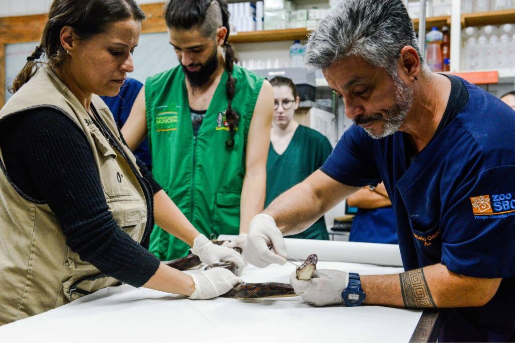 Zoológico de São Bernardo recebe apreensão de jiboias vítimas de tráfico 1 Zoológico de São Bernardo recebe apreensão de jiboias vítimas de tráfico