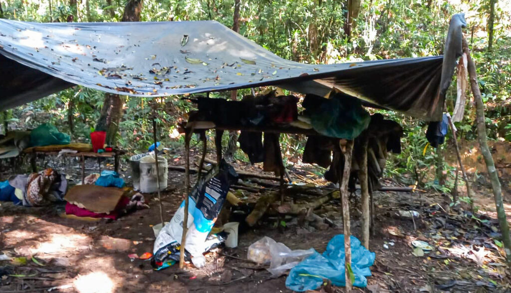 Guarda Ambiental de São Bernardo interrompe extração ilegal de palmito juçara 2 Guarda Ambiental de São Bernardo interrompe extração ilegal de palmito juçara