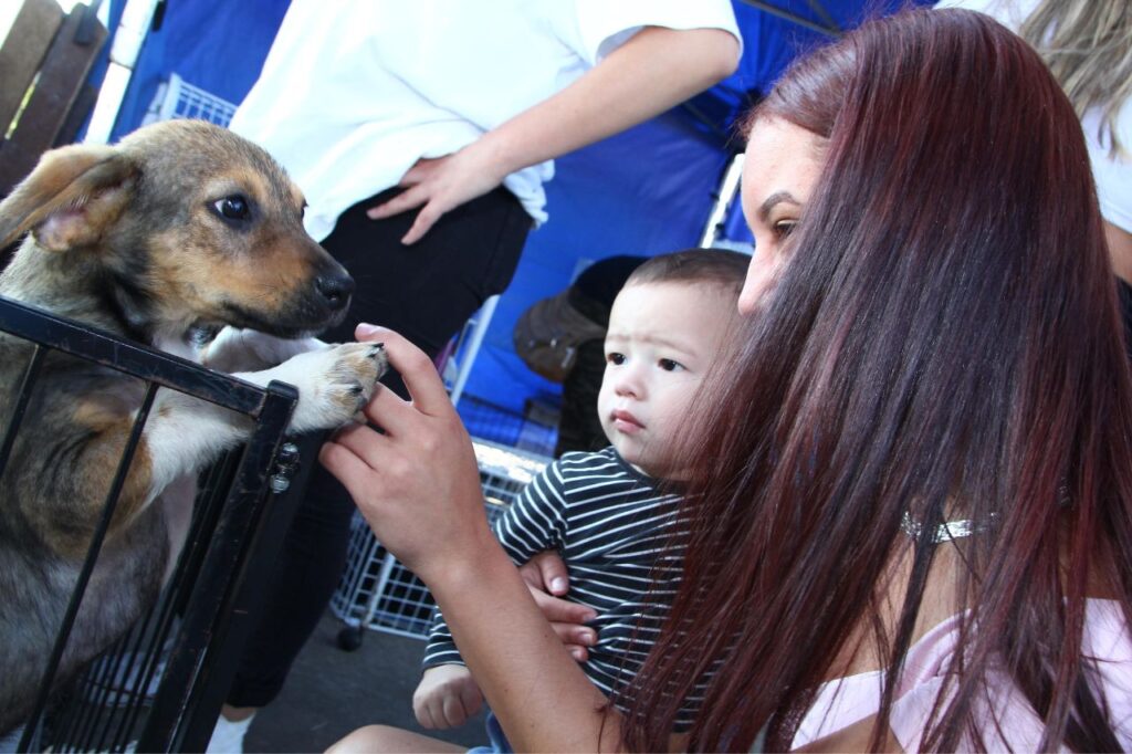 Parque Central recebe ações da causa animal e garante lar para 40 pets 