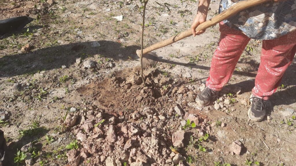 Prefeitura de Ribeirão Pires realiza plantio de mais 140 árvores para comemorar o Junho Verde 1 Prefeitura de Ribeirão Pires realiza plantio de mais 140 árvores para comemorar o Junho Verde