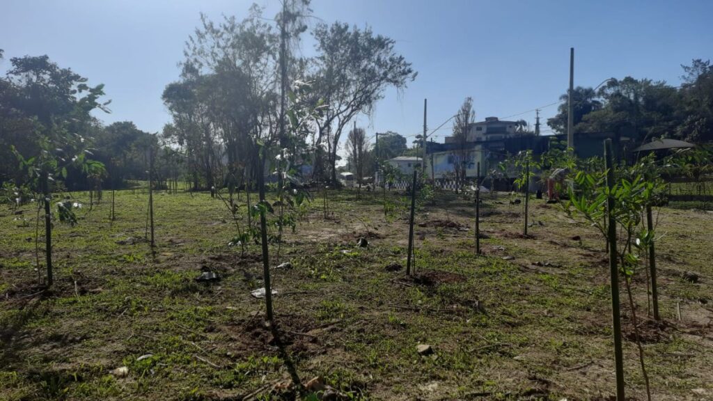 Prefeitura de Ribeirão Pires realiza plantio de mais 140 árvores para comemorar o Junho Verde 2 Prefeitura de Ribeirão Pires realiza plantio de mais 140 árvores para comemorar o Junho Verde