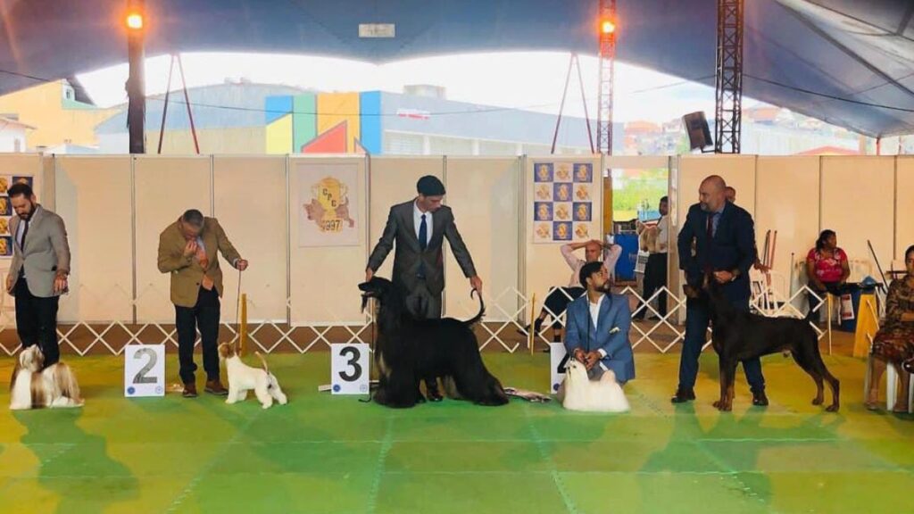 Ribeirão Pires terá exposição de cães neste fim de semana 1 Ribeirão Pires terá exposição de cães neste fim de semana