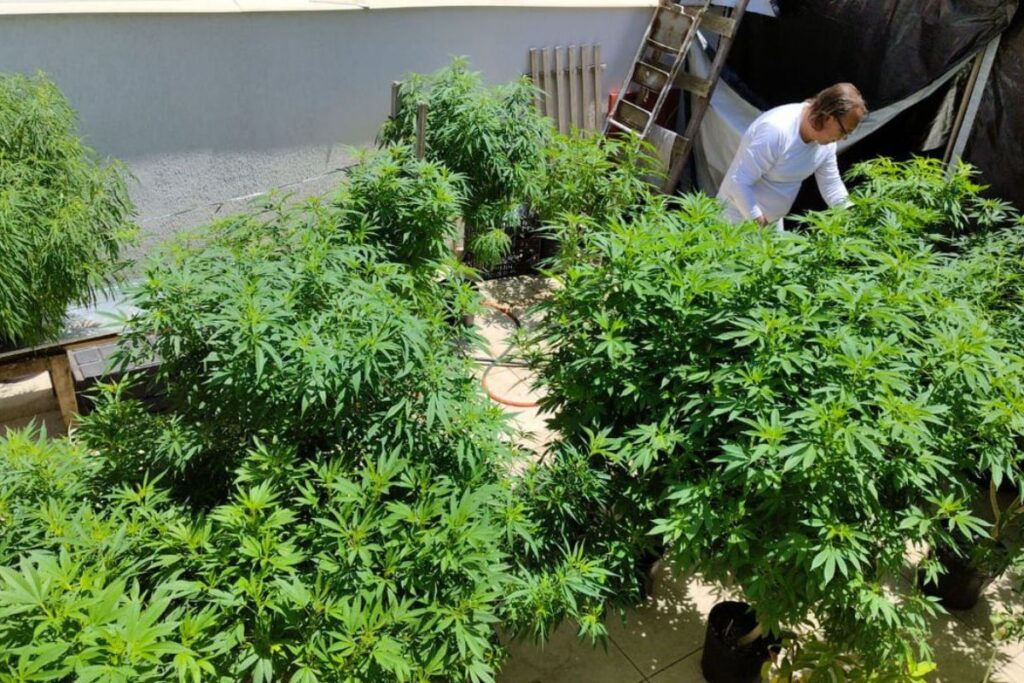 Anvisa proíbe importação de cannabis in natura e partes da planta 1 Anvisa proíbe importação de cannabis in natura e partes da planta