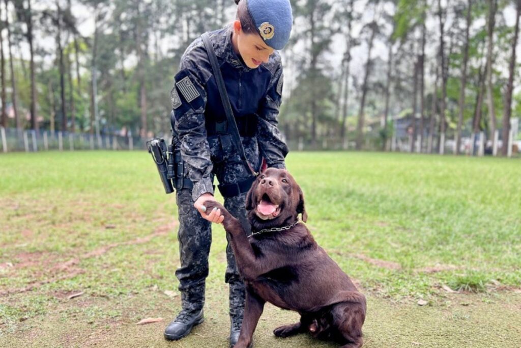 Cães policiais se destacam pelo desempenho e grandes apreensões em atividades de busca