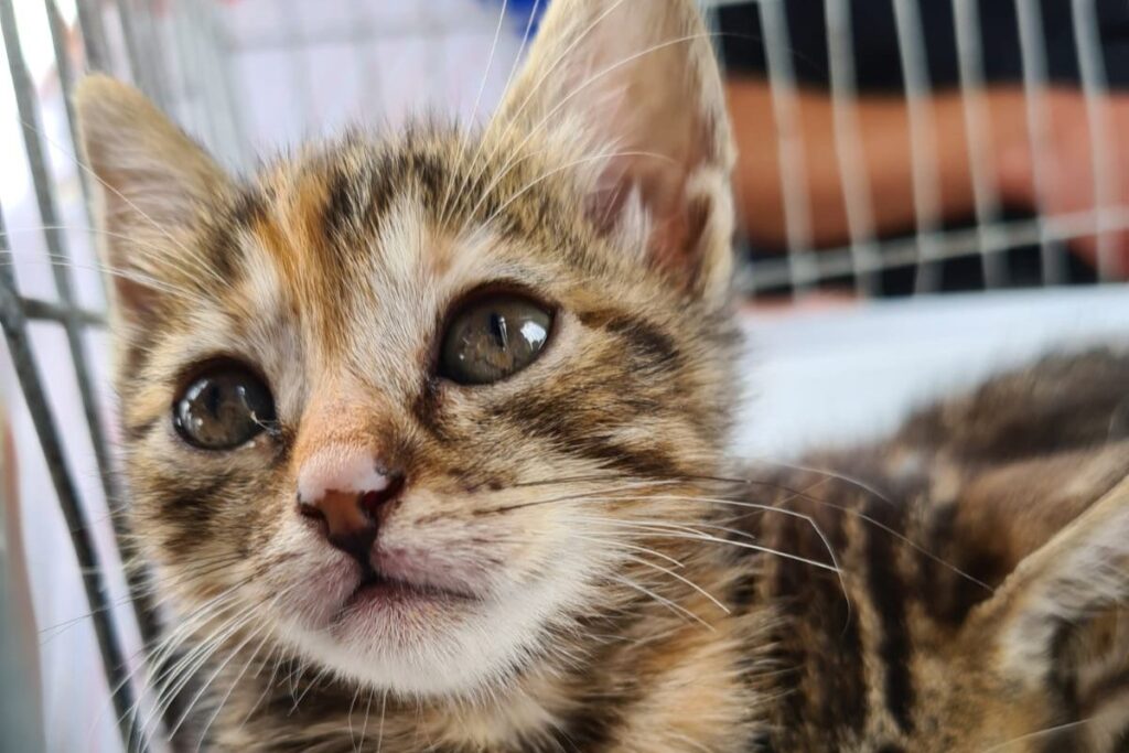 Feira "Eu amo, eu adoto" garante lar para 480 animais em 2023 3 Feira Eu amo, eu adoto garante lar para 480 animais em 2023