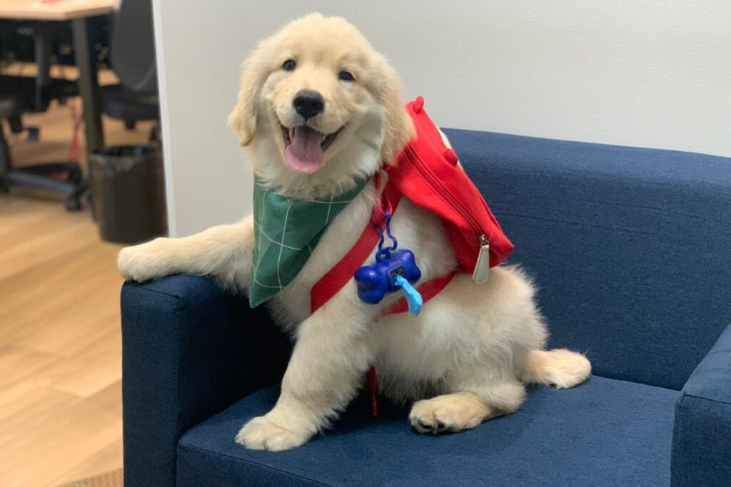 OSSEL Assistência marca presença na Corrida 5K Animal no São Bernardo Plaza Shopping 1 OSSEL Assistência marca presença na Corrida 5K Animal no São Bernardo Plaza Shopping