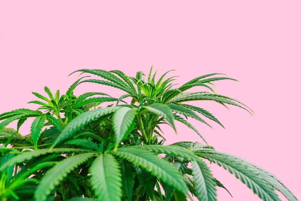Outubro Rosa: cannabis proporciona qualidade de vida a pacientes em tratamento