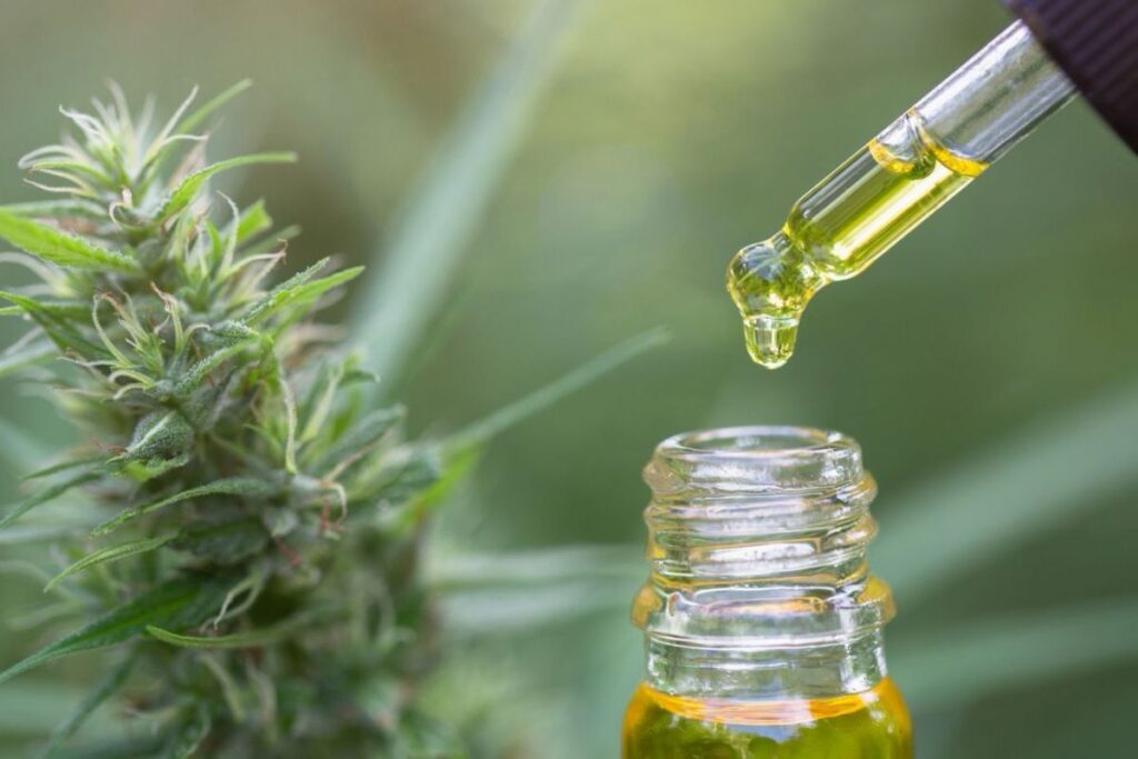 Cannabis medicinal: governo de SP tem gasto recorde para atendimento a decisões judiciais 1 Cannabis medicinal: governo de SP tem gasto recorde para atendimento a decisões judiciais