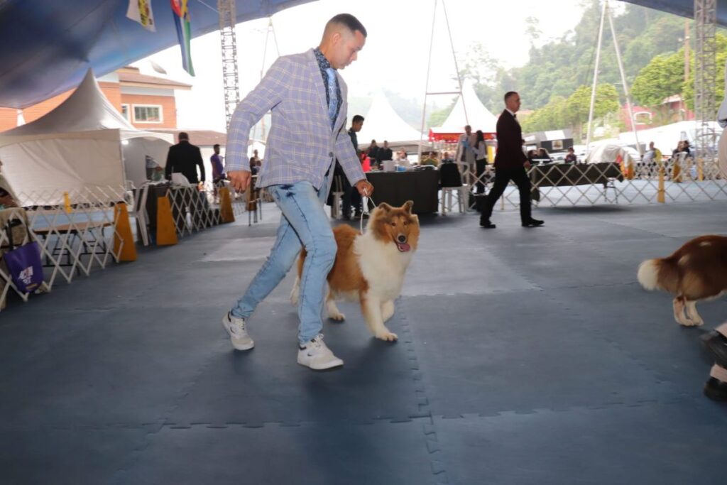 Exposição reuniu mais de 300 cães de raças raras em Ribeirão Pires 1 Exposição reuniu mais de 300 cães de raças raras em Ribeirão Pires