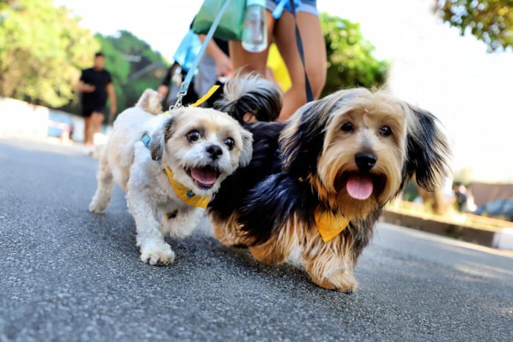 Praça da Moça recebe Cãominhada no domingo 2 Praça da Moça recebe Cãominhada no domingo