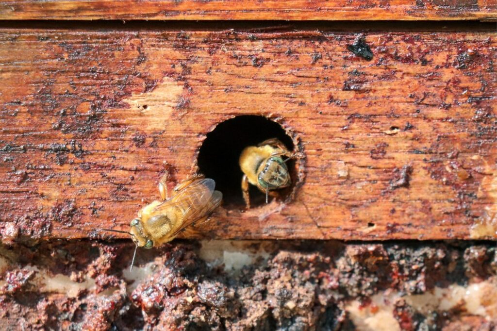 Ribeirão Pires cria 13 condomínios de abelhas para preservar a biodiversidade