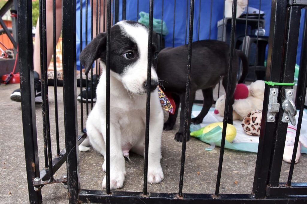Santo André bate recorde de adoção de animais em 2023 1 Santo André bate recorde de adoção de animais em 2023