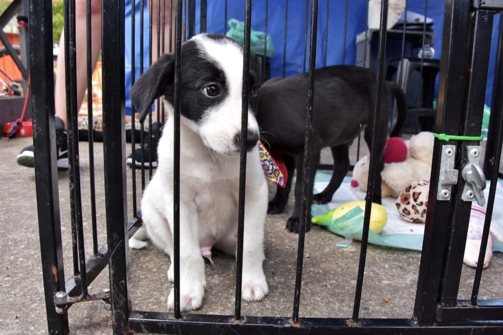 Santo André bate recorde de adoção de animais em 2023