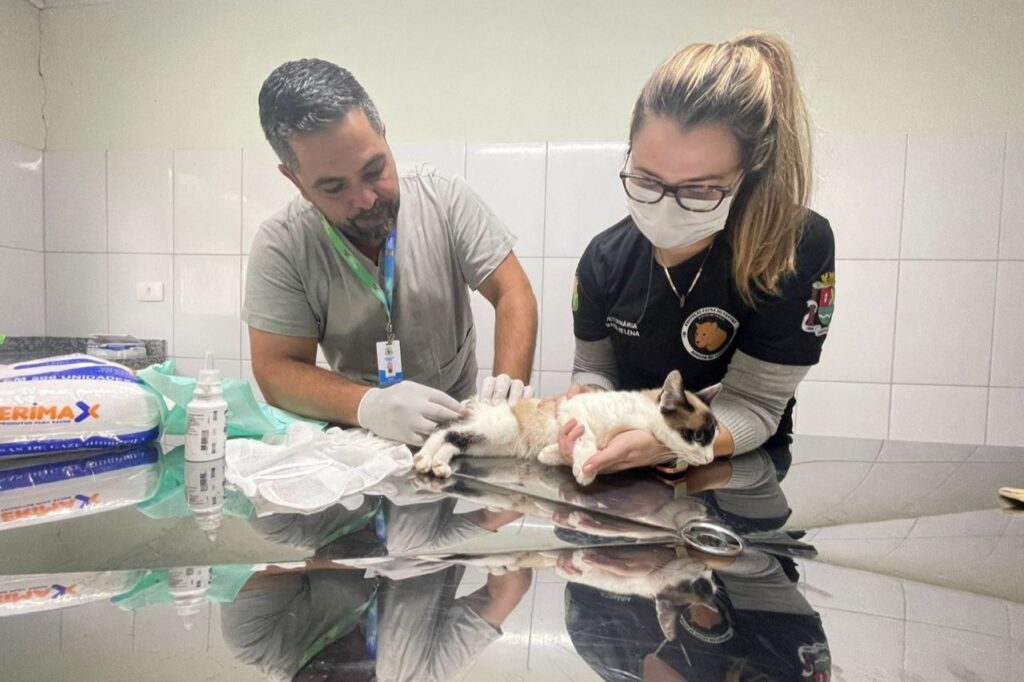 Equipe Ambiental de Ribeirão Pires resgata mais de 1.660 animais em 2023