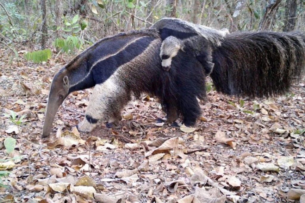 Programa de monitoramento da fauna identifica mais de 60 espécies de mamíferos em SP 1 O programa captura imagens valiosas da fauna local