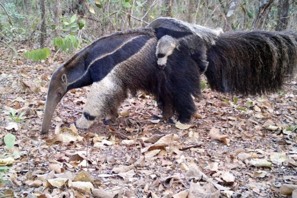 O programa captura imagens valiosas da fauna local