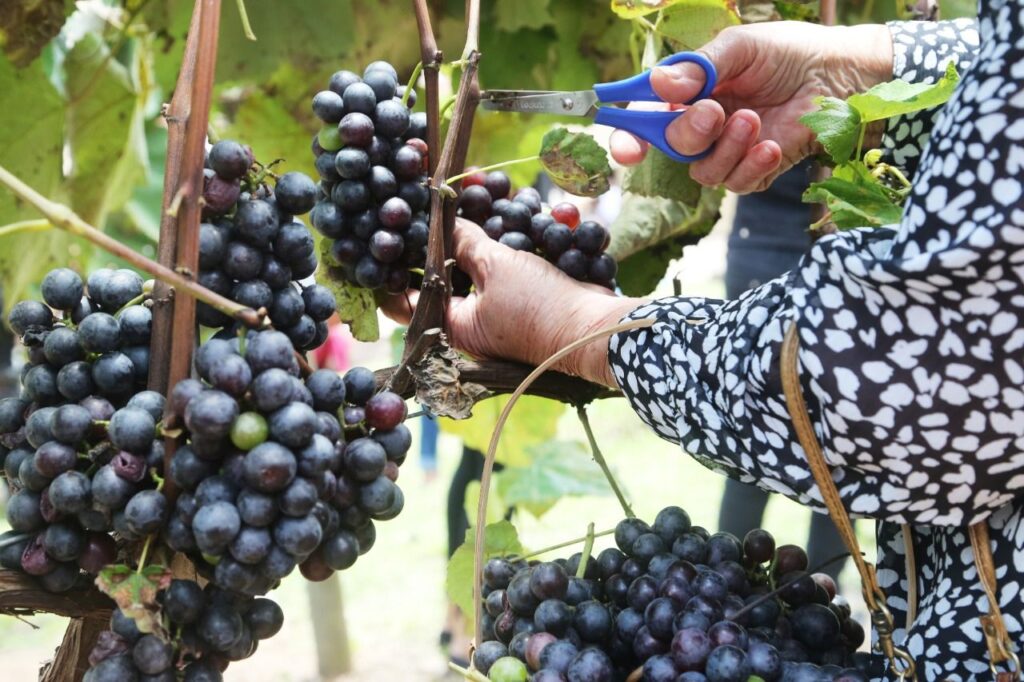 Quinta do Olivardo realiza 12ª edição da tradicional Pisa da Uva