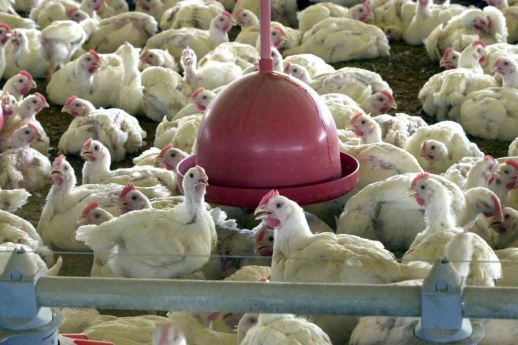 China extingue sobretaxa para carne de frango brasileira