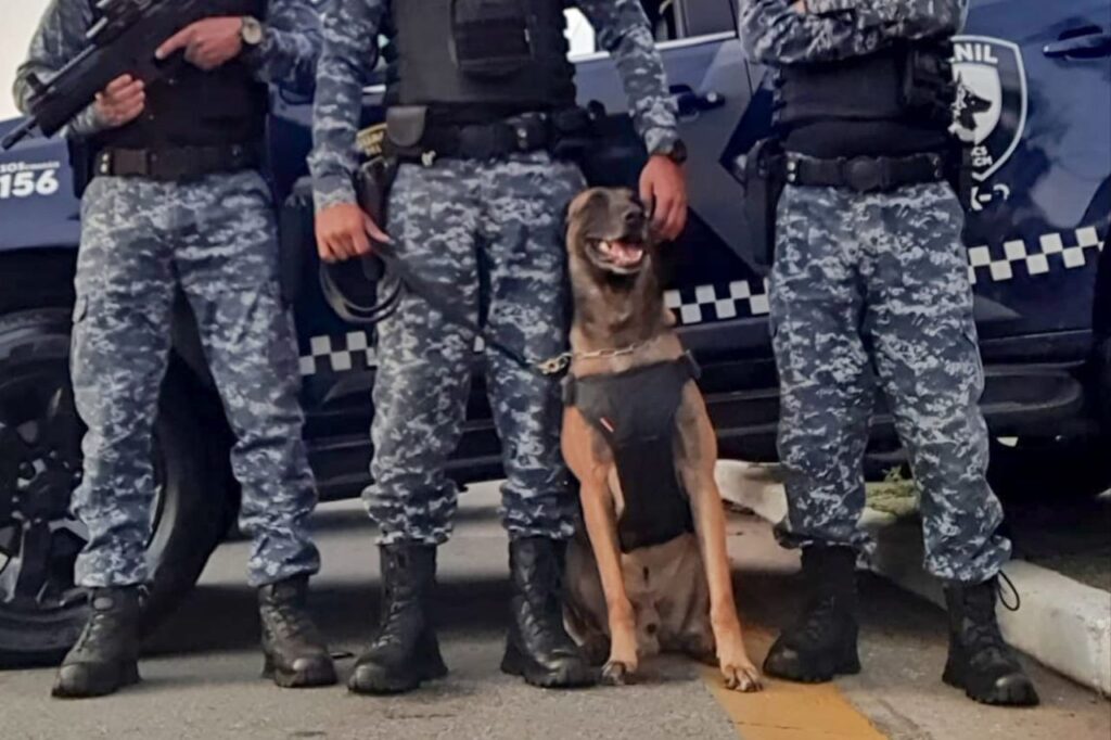 Chase, cão da GCM de São Caetano, participa de operação da Polícia Civil contra tráfico de drogas em Santo André