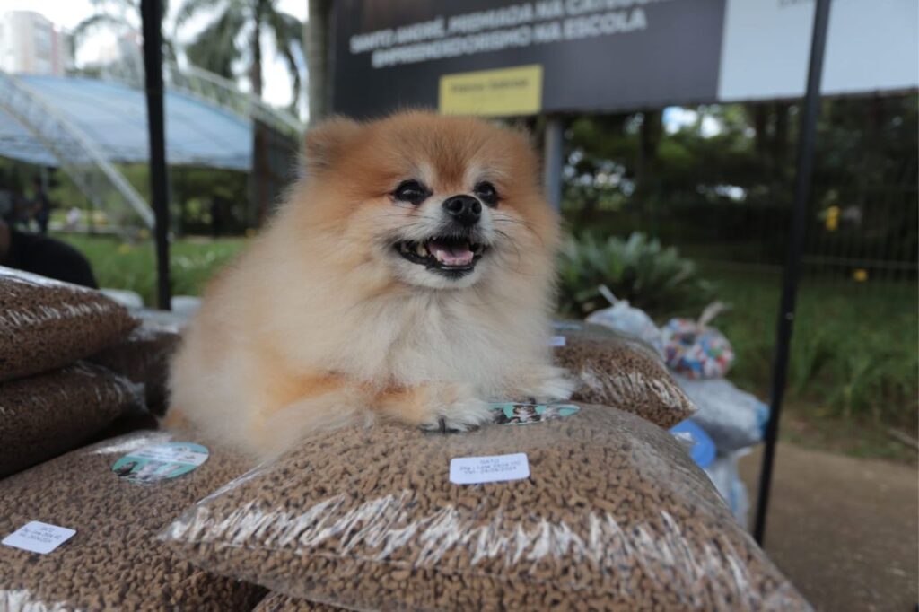 Moeda Pet será ponto de arrecadação de rações para animais do Rio Grande do Sul 1 Moeda Pet será ponto de arrecadação de rações para animais do Rio Grande do Sul