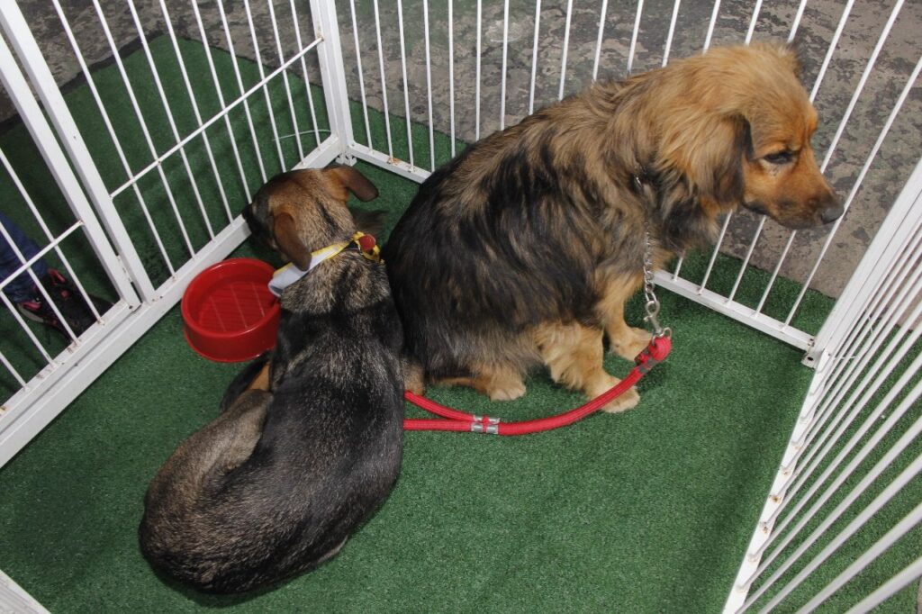 Ribeirão Pires promove troca de garrafas PET por ração, Feira de Adoção e Vacinação Antirrábica neste sábado (31) 1 Ribeirão Pires promove troca de garrafas PET por ração, Feira de Adoção e Vacinação Antirrábica neste sábado (31)